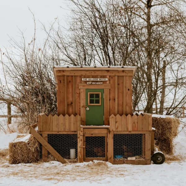 Daisy – Backyard Eggs in Town